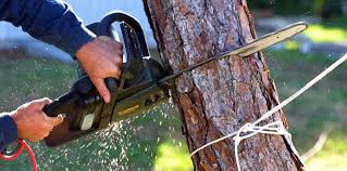 Best Tree Health Inspection  in Box Elder, SD