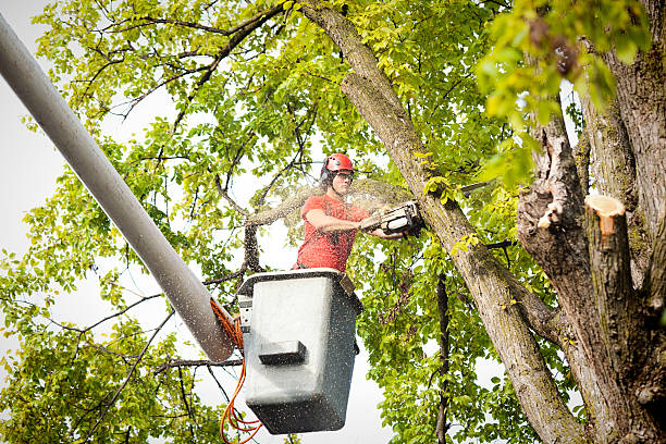 How Our Tree Care Process Works  in  Box Elder, SD